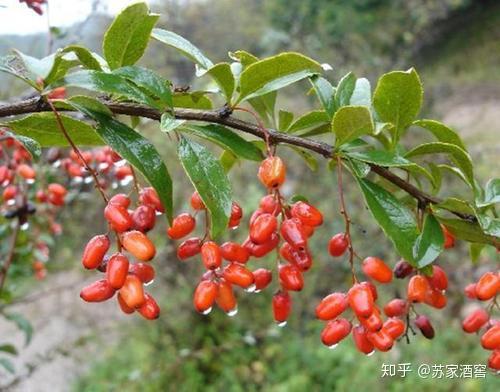 辣椒怎样种植和打药_药用辣椒种植技术_药材辣椒秧种植方法