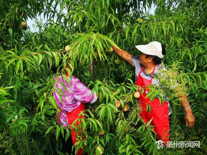 种植桃园致富图片_致富经种桃_致富桃园种植图片高清