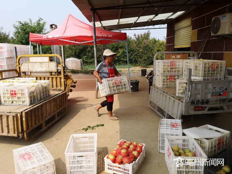 致富经种桃_致富桃园种植图片高清_种植桃园致富图片