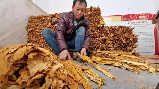 种植烤烟致富案例_致富案例种植烤烟视频_种植烤烟挣钱吗