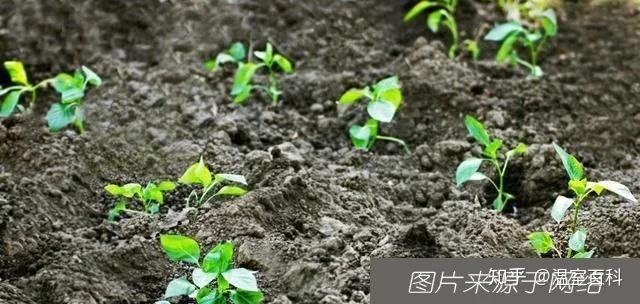 辣椒药用种植技术视频_辣椒怎样种植和打药_药用辣椒种植技术