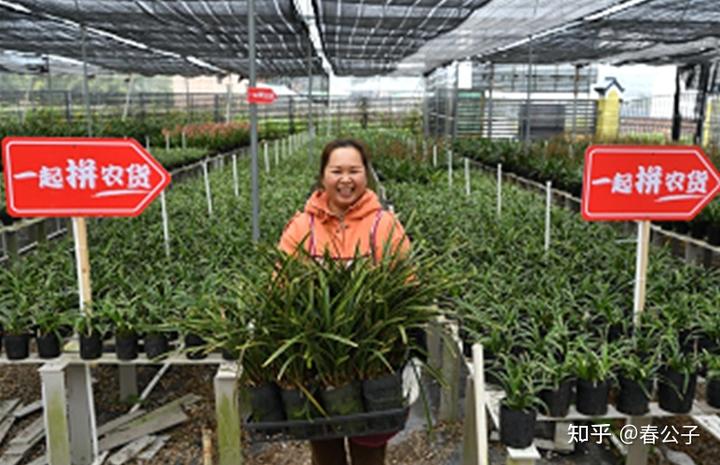 玫瑰花种植致富经_致富经种月季花_种玫瑰花赚钱