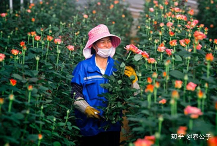 玫瑰花种植致富经_种玫瑰花赚钱_致富经种月季花