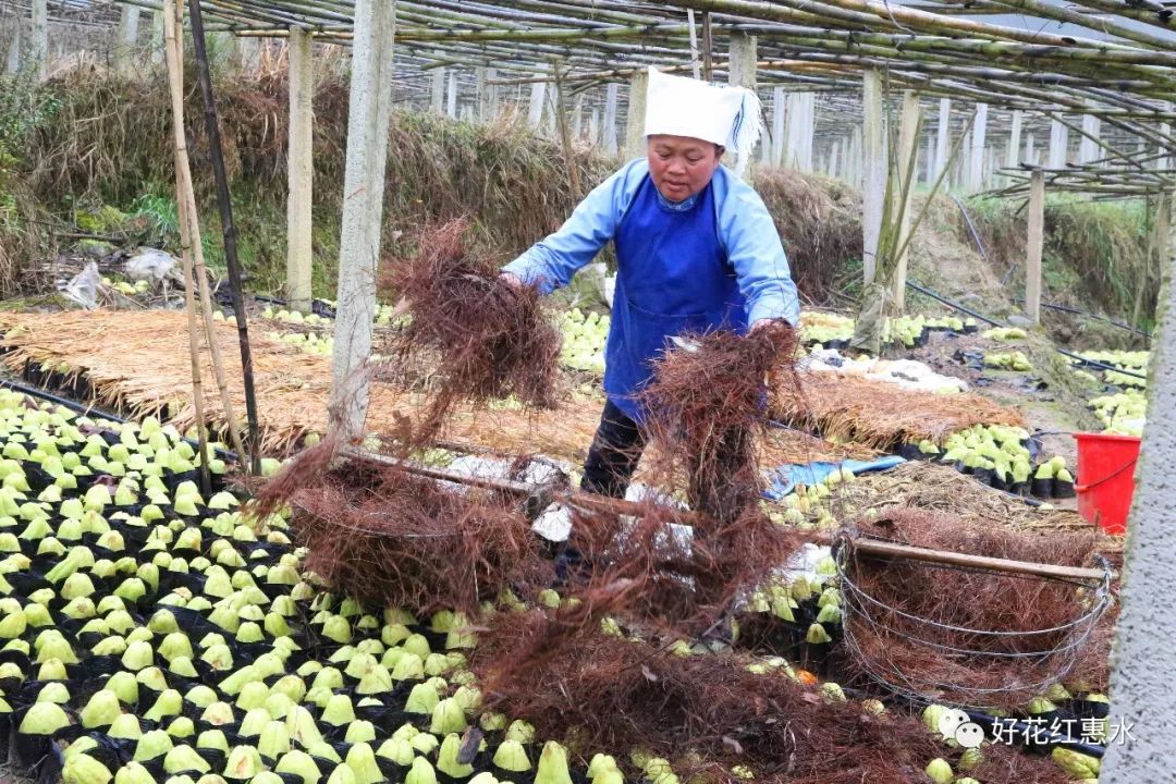 绿宝瓜几月份种_绿宝瓜种植致富_绿宝瓜种植时间