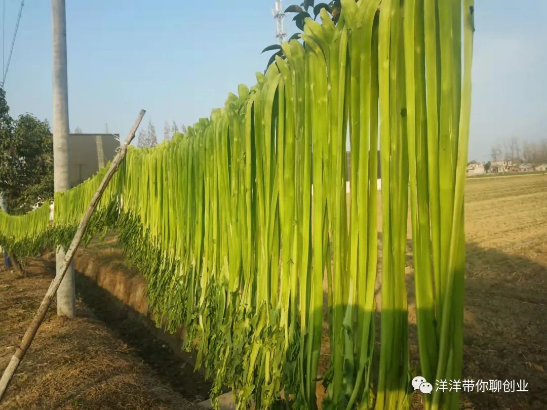 农村致富项目种植业_农村致富种植什么好_农村家庭种植致富