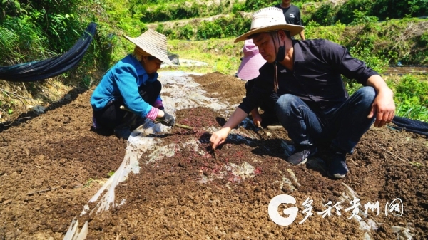 黄平县：小蚯蚓“串”起生态循环养殖致富路