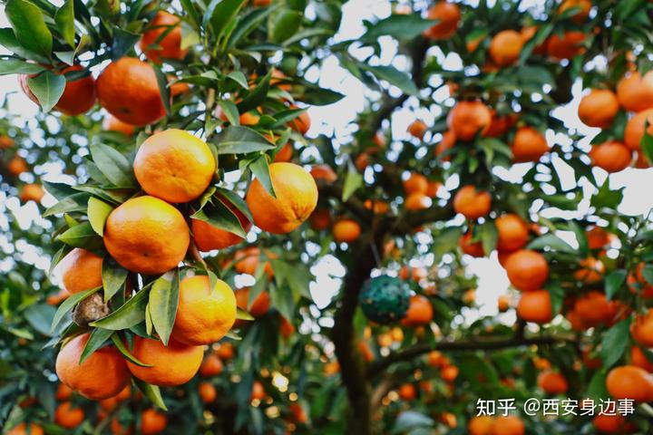 致富柑橘种植农村图片大全_农村柑橘种植致富_种植柑橘的前景