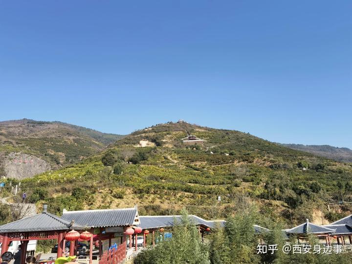 致富柑橘种植农村图片大全_种植柑橘的前景_农村柑橘种植致富