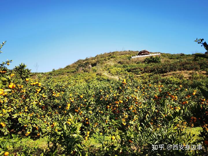 种植柑橘的前景_农村柑橘种植致富_致富柑橘种植农村图片大全