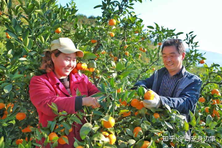 致富柑橘种植农村图片大全_种植柑橘的前景_农村柑橘种植致富