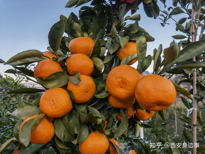 种植柑橘的前景_致富柑橘种植农村图片大全_农村柑橘种植致富