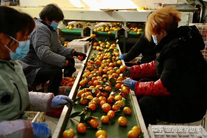 农村柑橘种植致富_致富柑橘种植农村图片大全_种植柑橘的前景