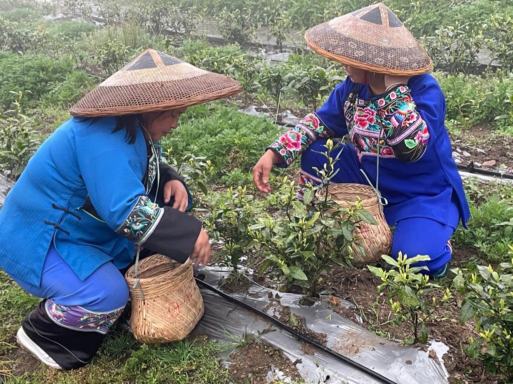 薄荷种苗价格_湖北薄荷种植致富_湖北薄荷烟有哪些