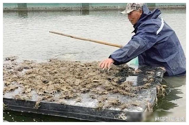 海水致富养殖宝典视频_海水养殖致富宝典_海水养殖什么最赚钱