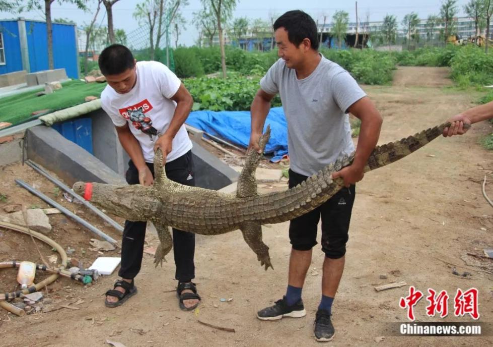 鳄鱼温室养殖设计图_鳄鱼养殖视频全集_鳄鱼温室养殖技术视频