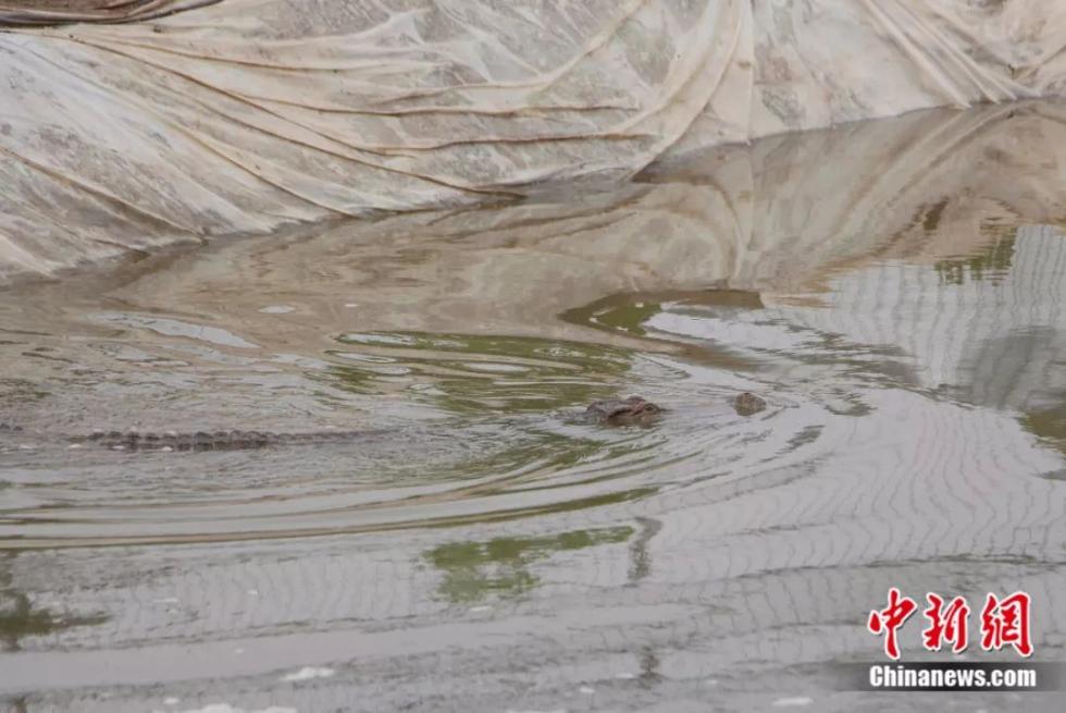 鳄鱼温室养殖设计图_鳄鱼养殖视频全集_鳄鱼温室养殖技术视频