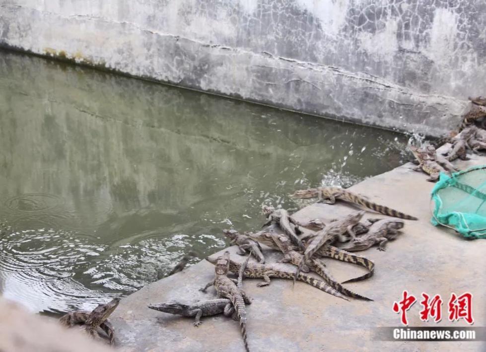 鳄鱼温室养殖设计图_鳄鱼养殖视频全集_鳄鱼温室养殖技术视频