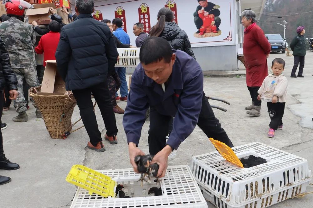 大雁养殖真实利润_致富经大雁养殖视频_大雁养殖致富吗