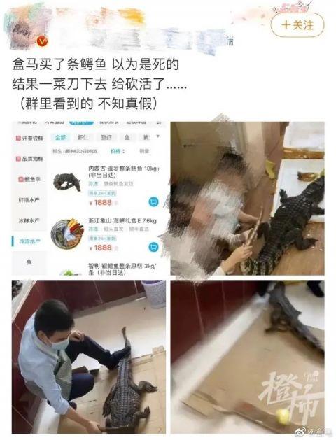 视频鳄鱼养殖温室技术教程_鳄鱼温室养殖设计图_鳄鱼温室养殖技术视频