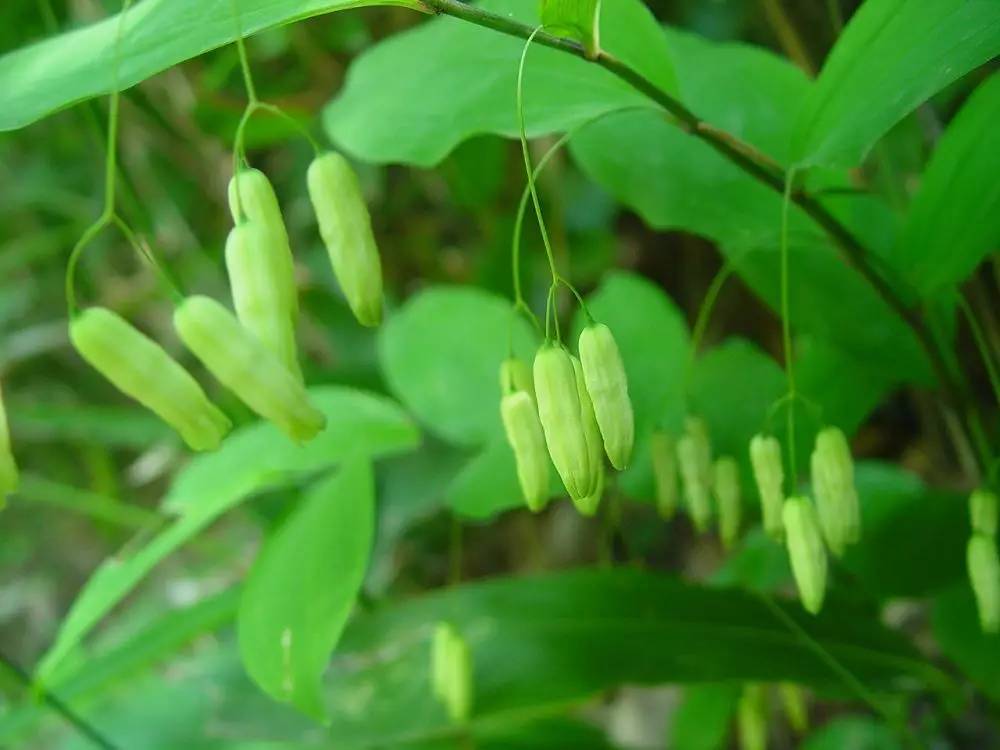 湖北百草堂黄精种植栽种方法成熟，农业种植致富新商机