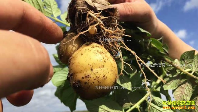 [致富经]河北沽源张海种土豆年入亿万财富