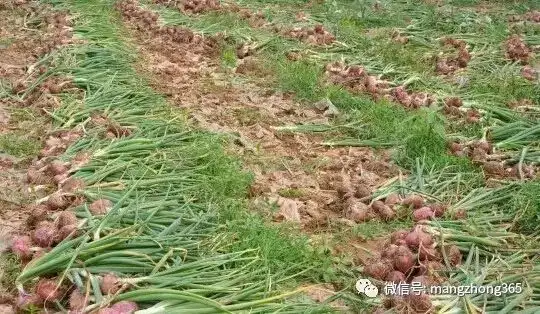 如何种植葱头饱满_种植葱头的方法_小葱头种植方法和技术