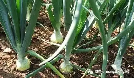 如何种植葱头饱满_小葱头种植方法和技术_种植葱头的方法