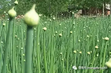 小葱头种植方法和技术_如何种植葱头饱满_种植葱头的方法