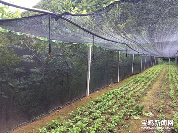 陕西柴胡主产区_陕西柴胡种植合作社_陕北柴胡种植致富