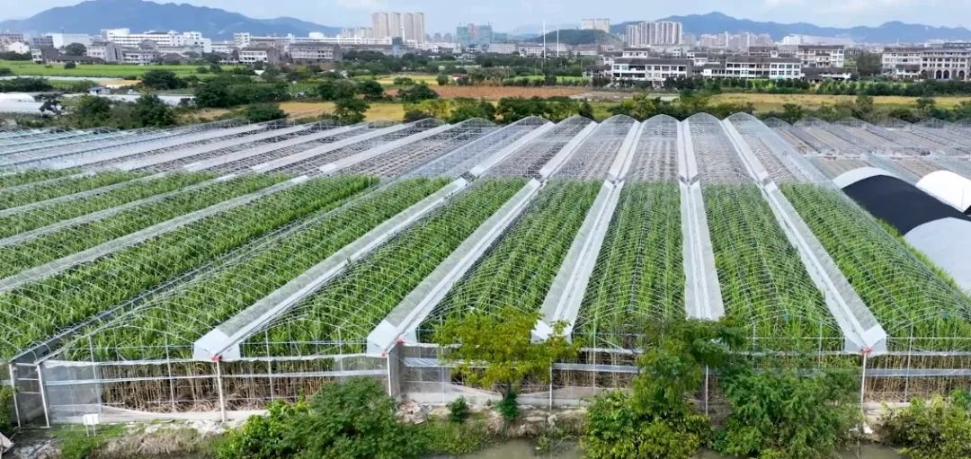 大棚甘蔗亩产量多少斤_大棚甘蔗种植 致富_大棚种甘蔗赚钱吗