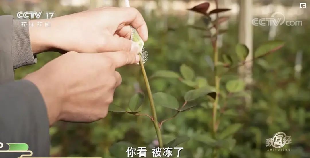 玫瑰种植前景亩收入_致富经玫瑰花种植视频_种植玫瑰前景如何