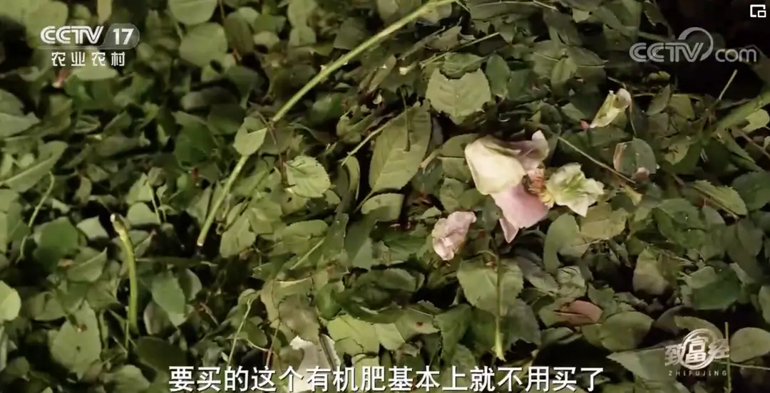 玫瑰种植前景亩收入_致富经玫瑰花种植视频_种植玫瑰前景如何