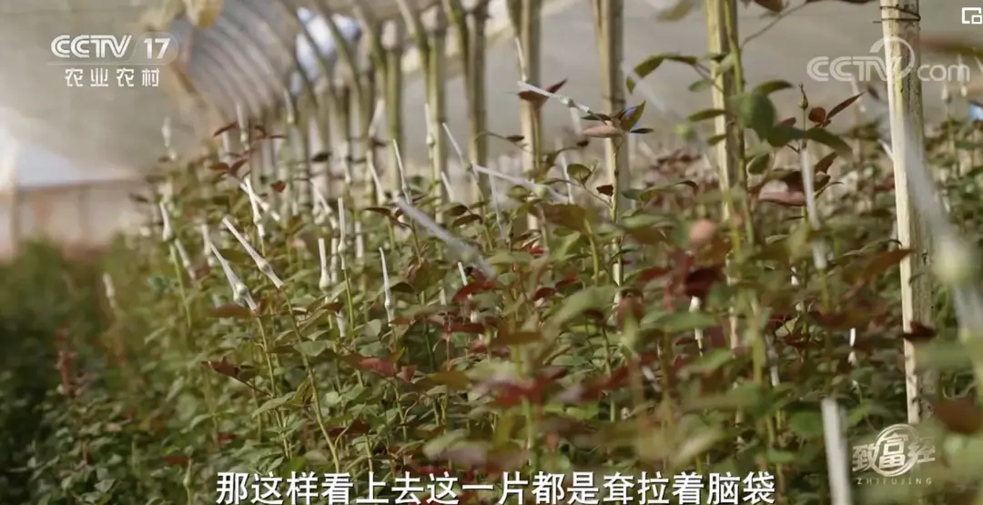 致富经玫瑰花种植视频_种植玫瑰前景如何_玫瑰种植前景亩收入