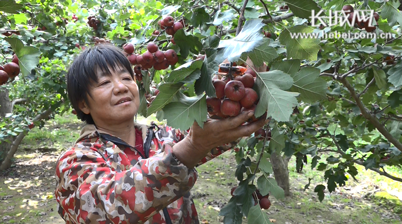 种植山楂前景怎么样_致富山楂种植方法_山楂种植致富