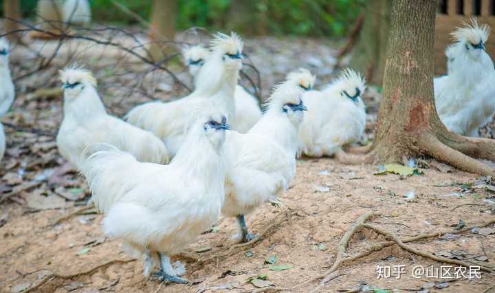 致富经视频 养鸡_农业节目致富经养殖鸡视频_致富经养殖鸡视频