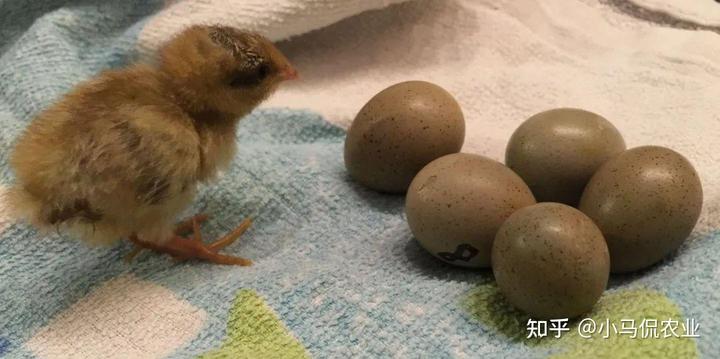 致富经视频 养鸡_养鸡视频致富经_农业节目致富经养殖鸡视频