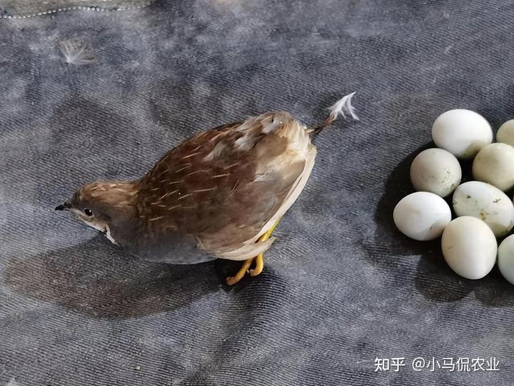 致富经视频 养鸡_养鸡视频致富经_农业节目致富经养殖鸡视频