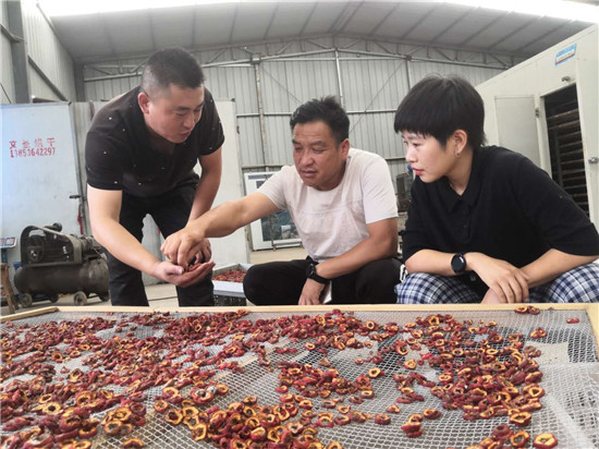 山东省济南市莱芜区：山楂树上结出“致富果”