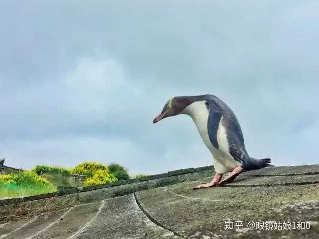 优质回答经验感受的句子_优质回答的经验和感受_优质回答经验感受与收获