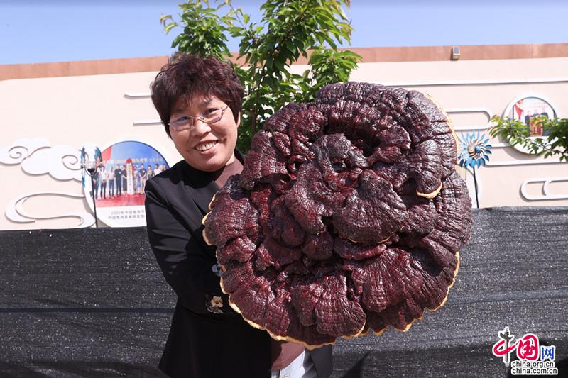 种植致富经_致富经种树的创业项目_致富经林下种植技术