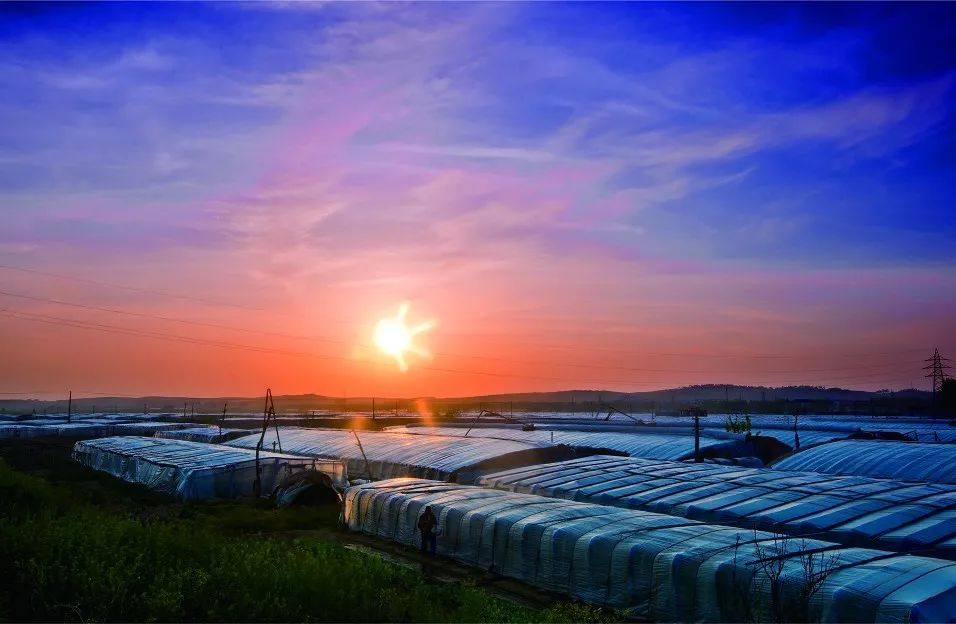 威海草莓基地_威海草莓收获时间_威海种植草莓致富新闻