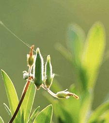 威海草莓基地_威海草莓收获时间_威海种植草莓致富新闻