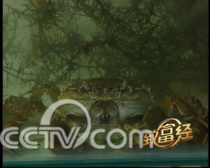 沼虾养殖投资大概多少_cctv7致富经沼虾养殖_沼泽虾养殖