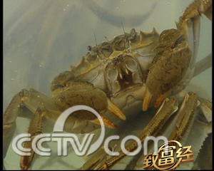 沼泽虾养殖_沼虾养殖投资大概多少_cctv7致富经沼虾养殖