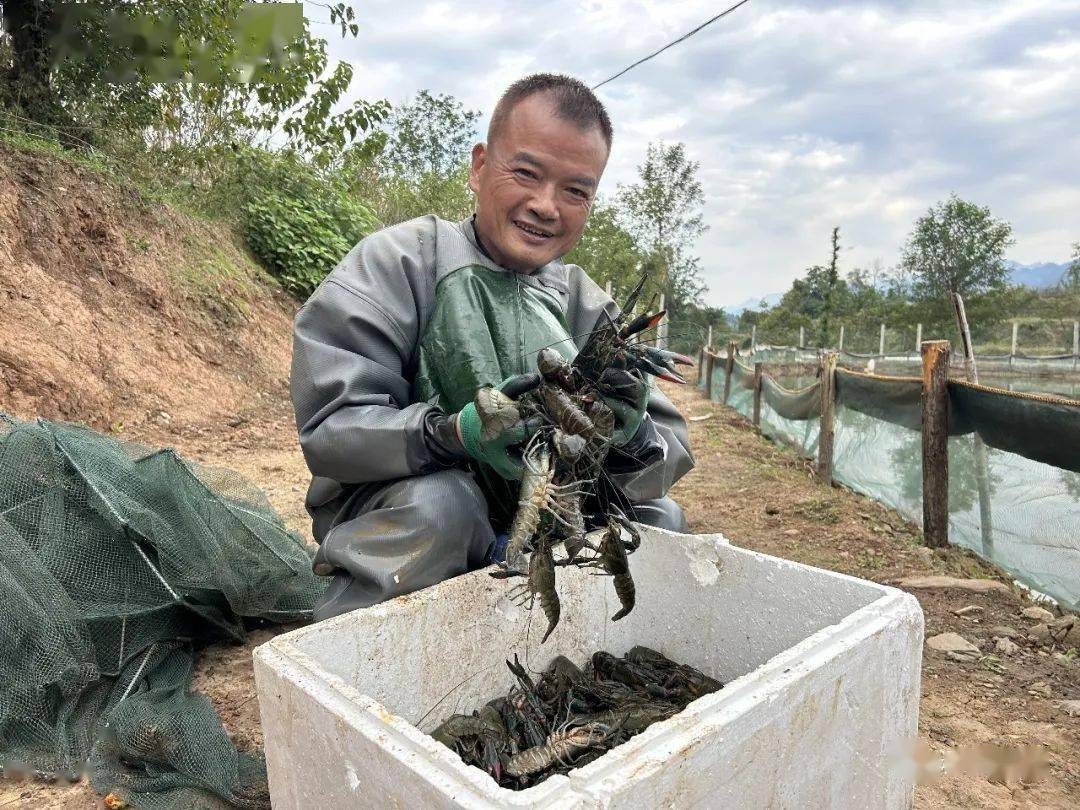 致富经海南养殖小龙虾_海南小龙虾养殖第一人_海南养龙虾的投资陷阱