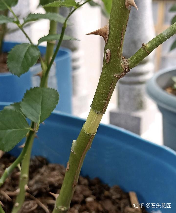 致富经种植视频无花果_每日农经无花果种植视频_种植无花果挣钱吗