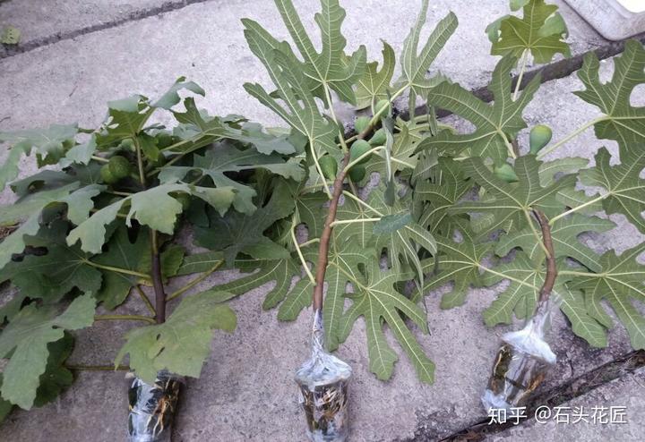 每日农经无花果种植视频_致富经种植视频无花果_种植无花果挣钱吗