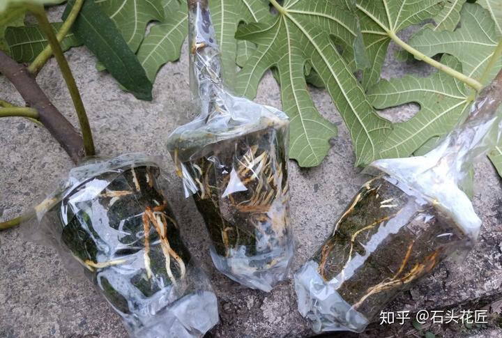 种植无花果挣钱吗_每日农经无花果种植视频_致富经种植视频无花果