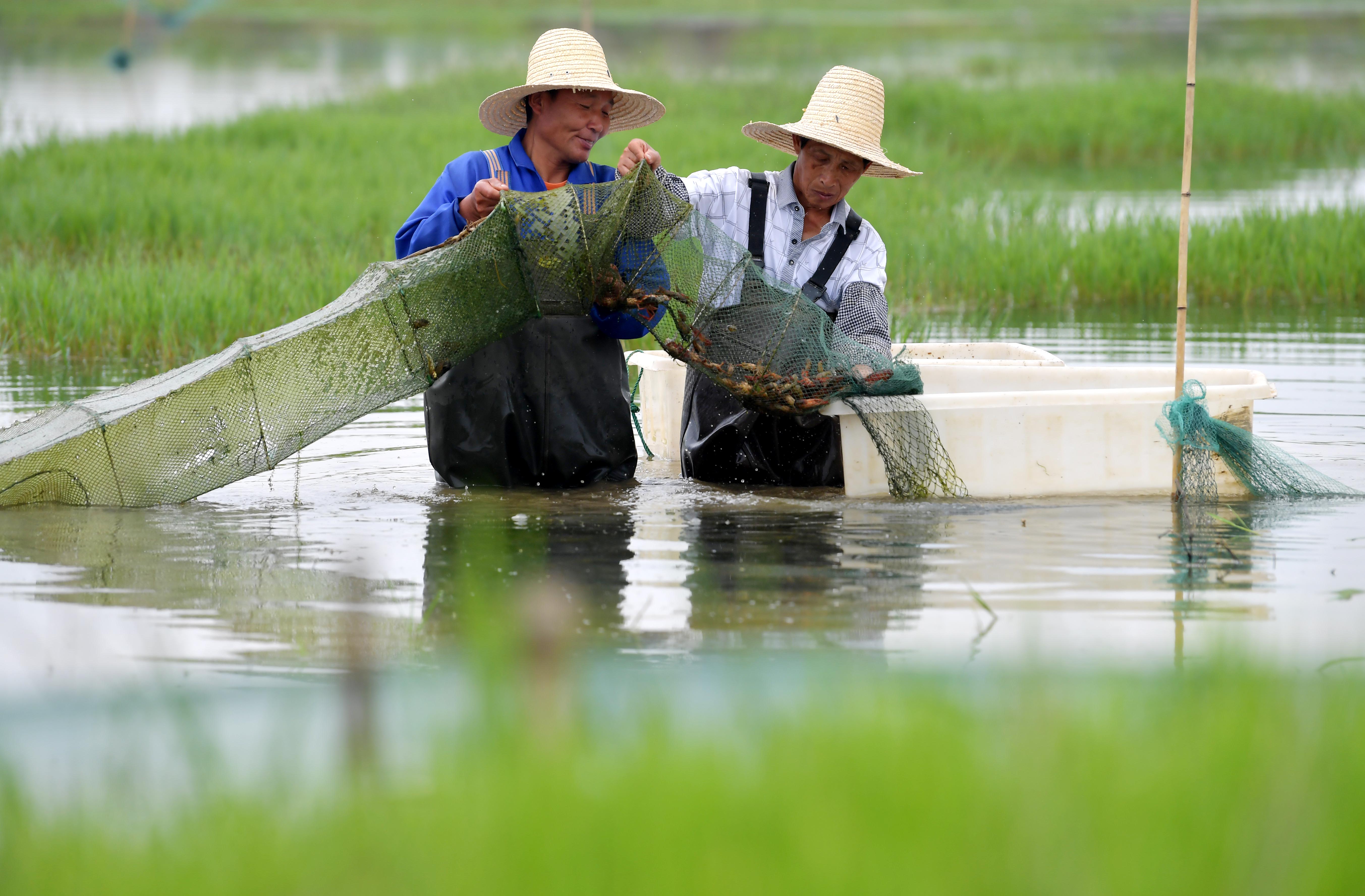 湖北荆州小龙虾养殖基地_致富经龙虾养殖技术视频_致富经里面荆州养小龙虾