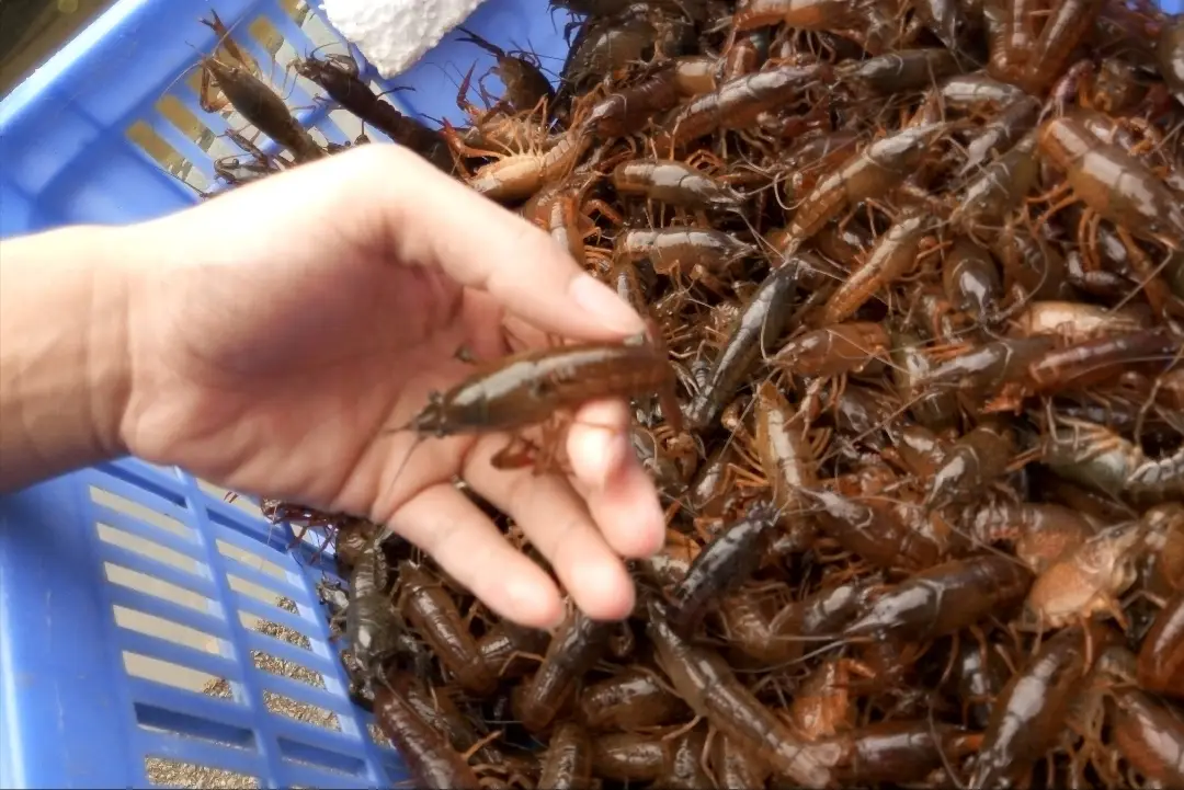 湖北荆州小龙虾养殖基地_致富经龙虾养殖技术视频_致富经里面荆州养小龙虾